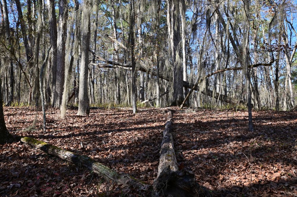 The woods of Santee State Park Hiking