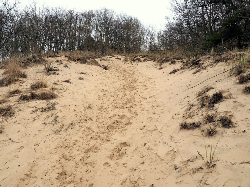 View of Saugatuck Dune