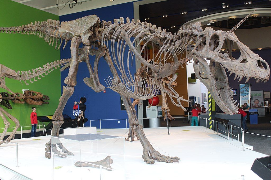 Cast of a Tyrannosaurs at Science Center of Iowa