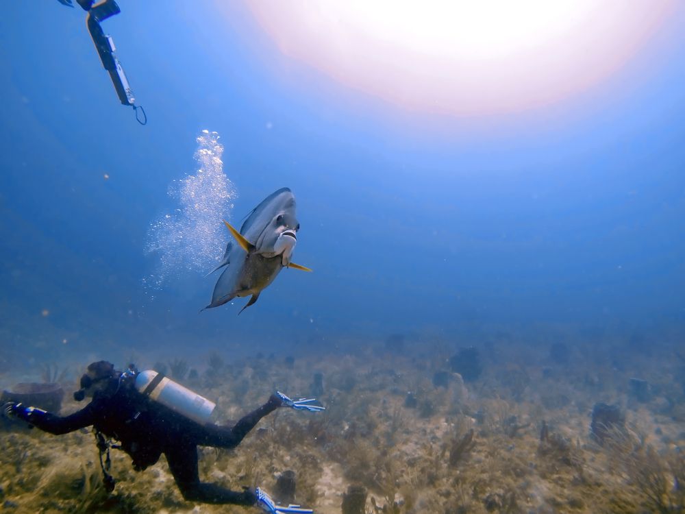 Scuba diving in Pompano beach