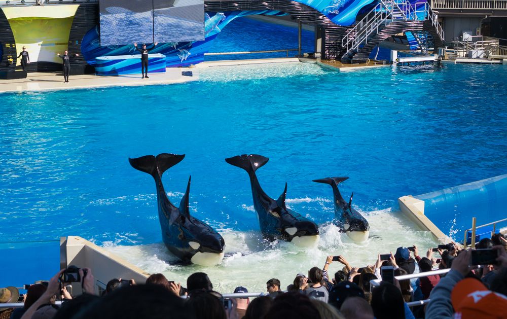 Whale show at SeaWorld in San Diego