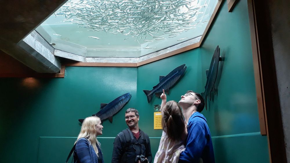 People admiring the fishes at Seattle Aquarium
