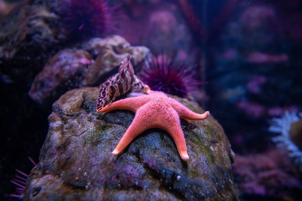 Star fish at Seattle Aquarium
