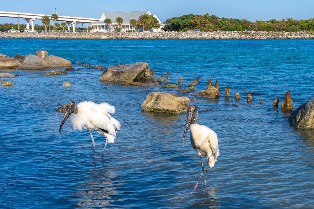 Birds eyeing on its prey at Sebastian Inlet State Park