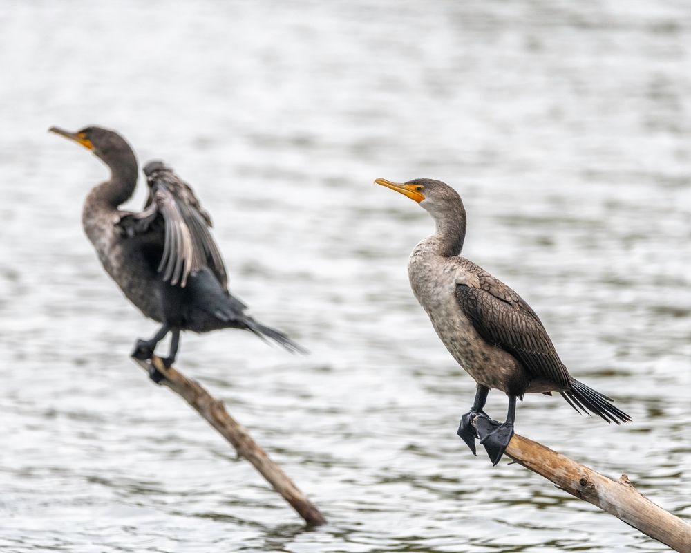 Birds at Sepulveda Basin Wildlife Reserve