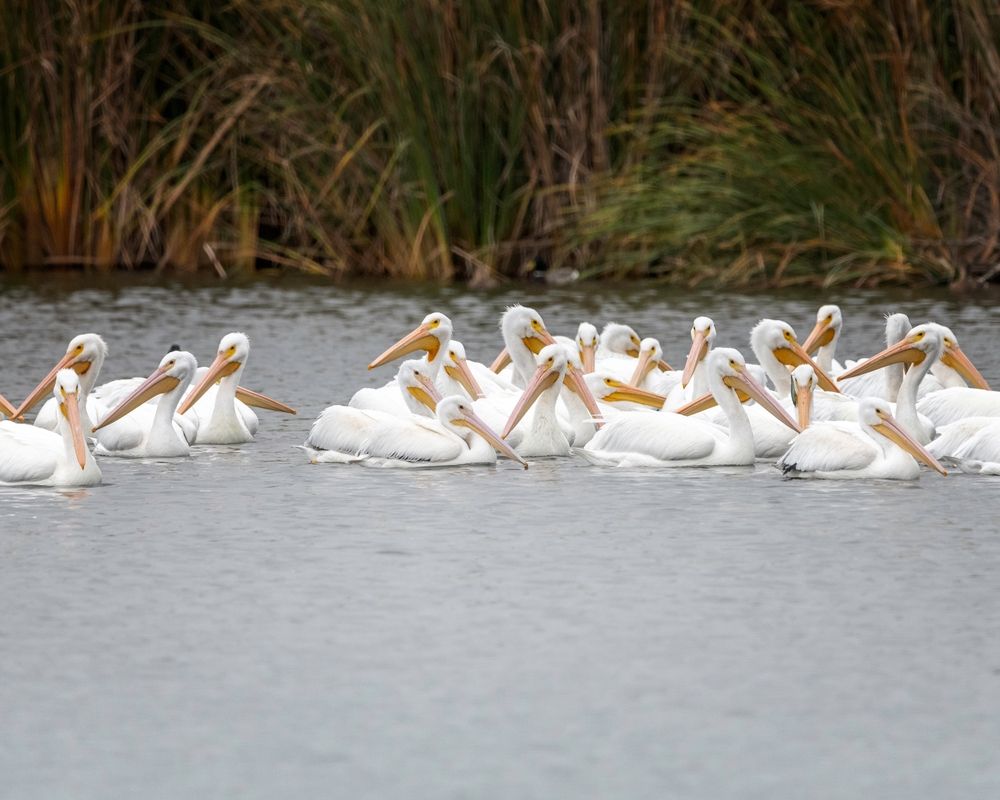 White pelican at Sepulveda Basin Wildlife Reserve