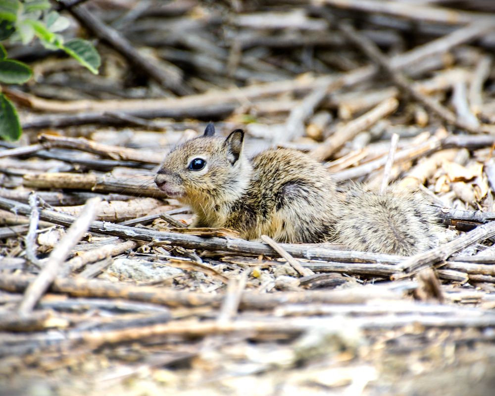 Squirrel at Sepulveda Basin Wildlife Reserve