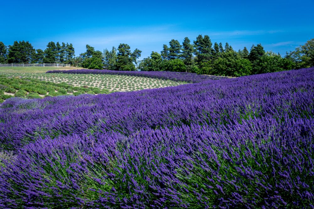 The gorgeous Sequim Lavender Fields