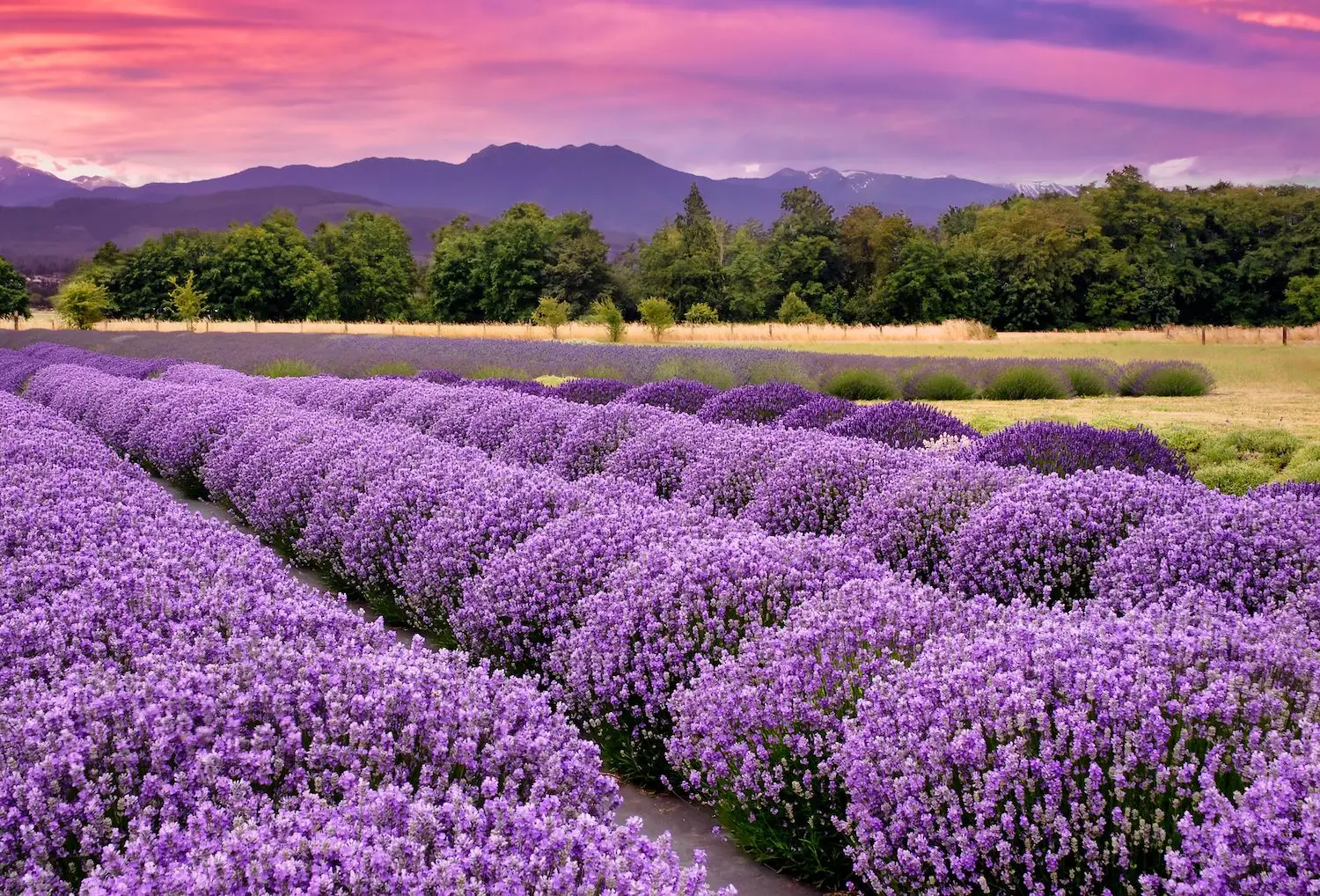 15 Best Things to Do in Sequim, WA