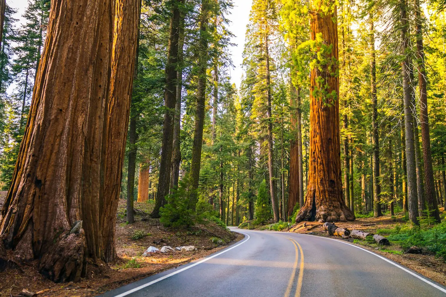 15 Best Things to Do in Sequoia National Park
