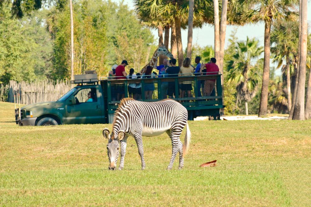 Serengeti Safari