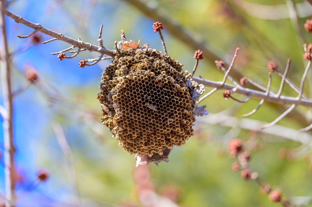 Bee hive at the Seven Lakes State Park in Holly