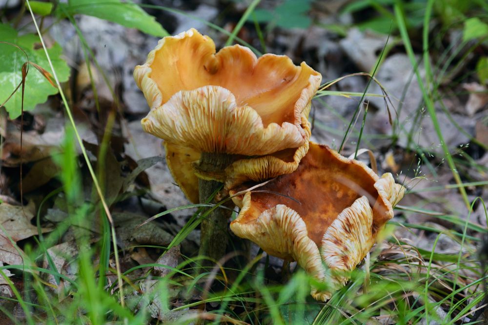 Mushrooms at the Seven Lakes State Park in Holly