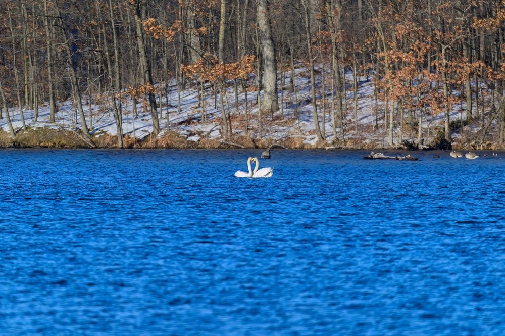 Swans at the Seven Lakes State Park in Holly