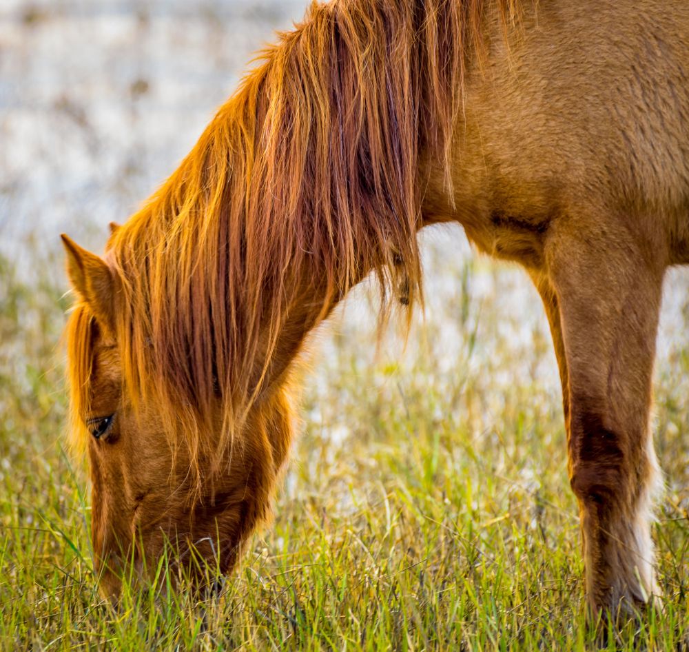 Wild horse in Shackleford Banks