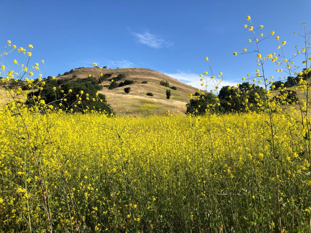 Wildflowers at Shell Ridge Open Space