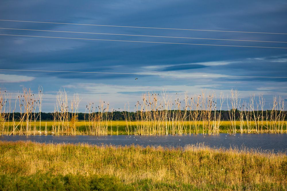 Landscape of Shiawassee National Wildlife Refuge