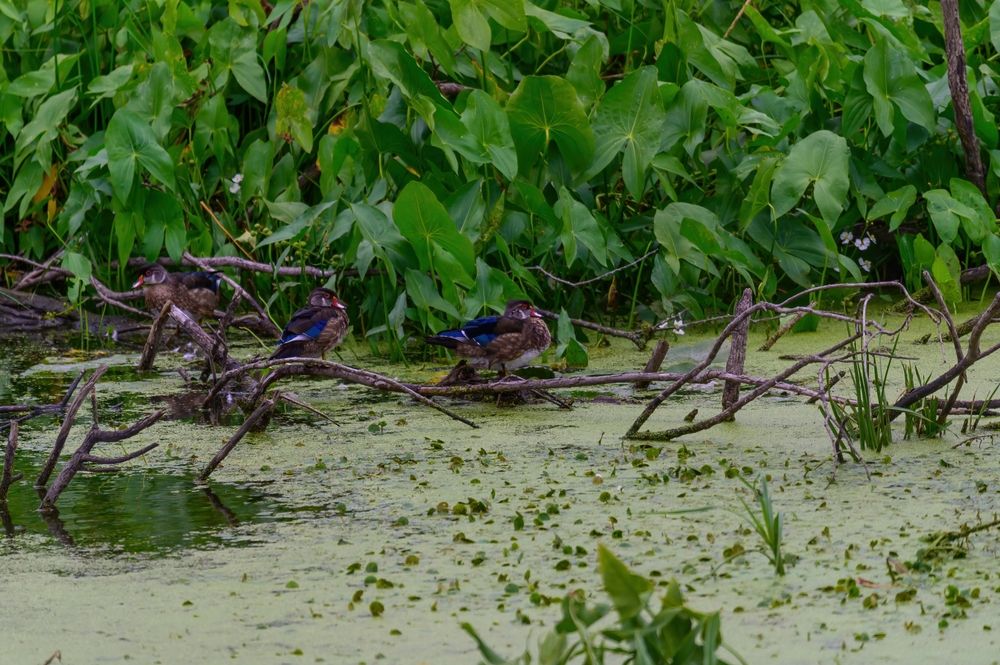 Ducks resting on a branch in marshes at Shiawassee National Wildlife Refuge