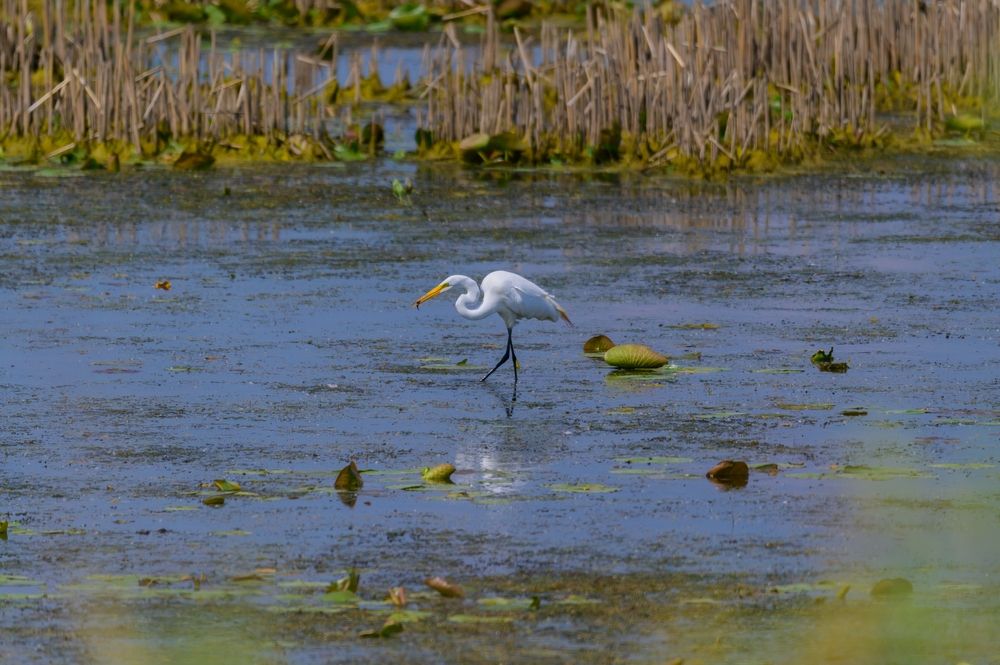 An egret waiting to hunt its prey at Shiawassee National Wildlife Refuge