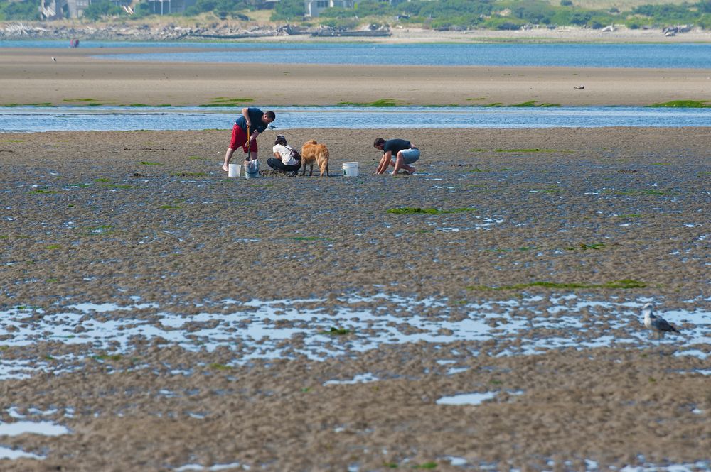 People searching for clams in Siletz Bay