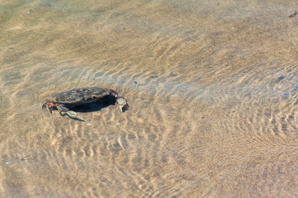 Crab swimming in the shallow water at Siletz Bay