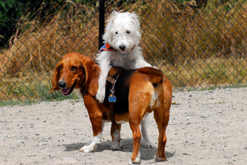 Silverdale Dog Park