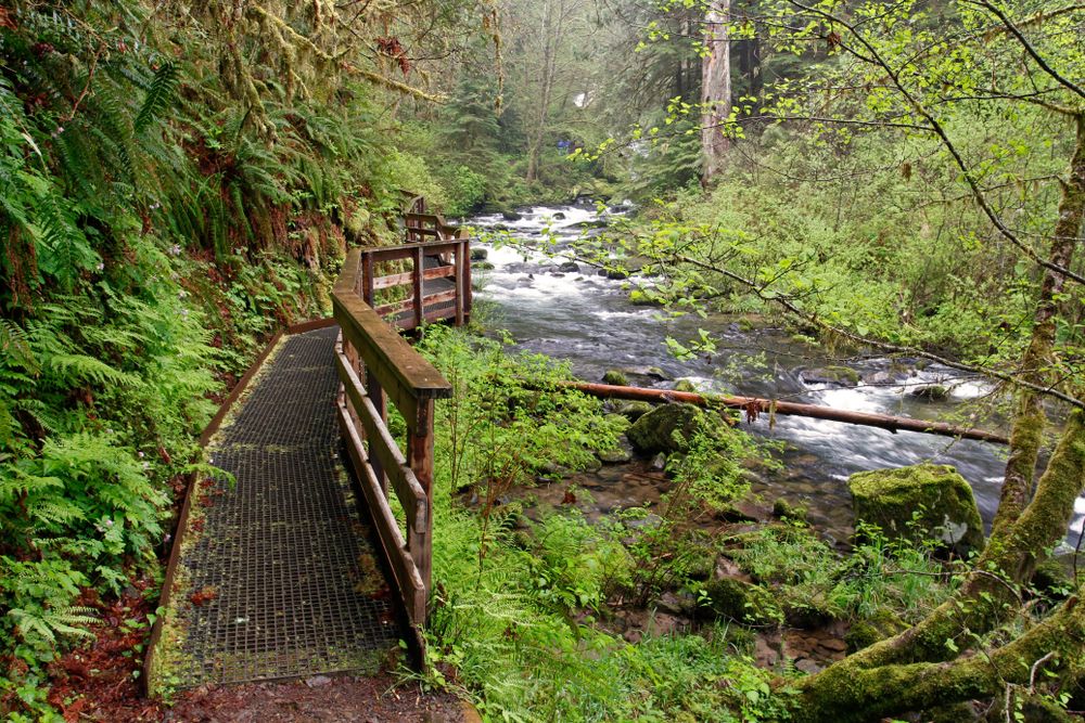 A walkway beside the waters of Siuslaw National Forest