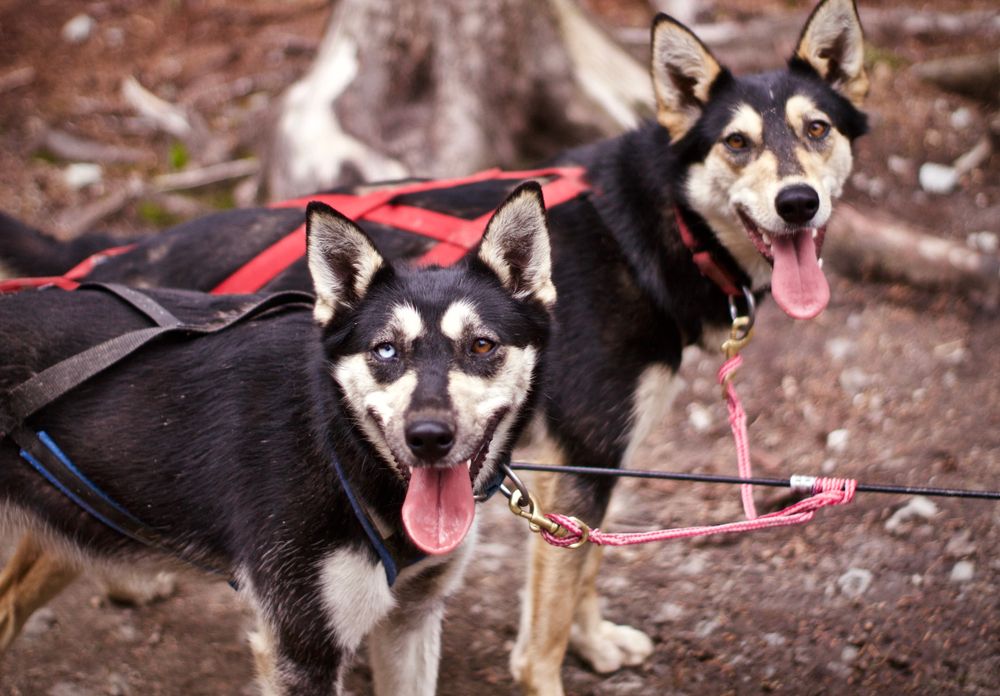 Two dogs at Skagway Sled Dog Musher Camp