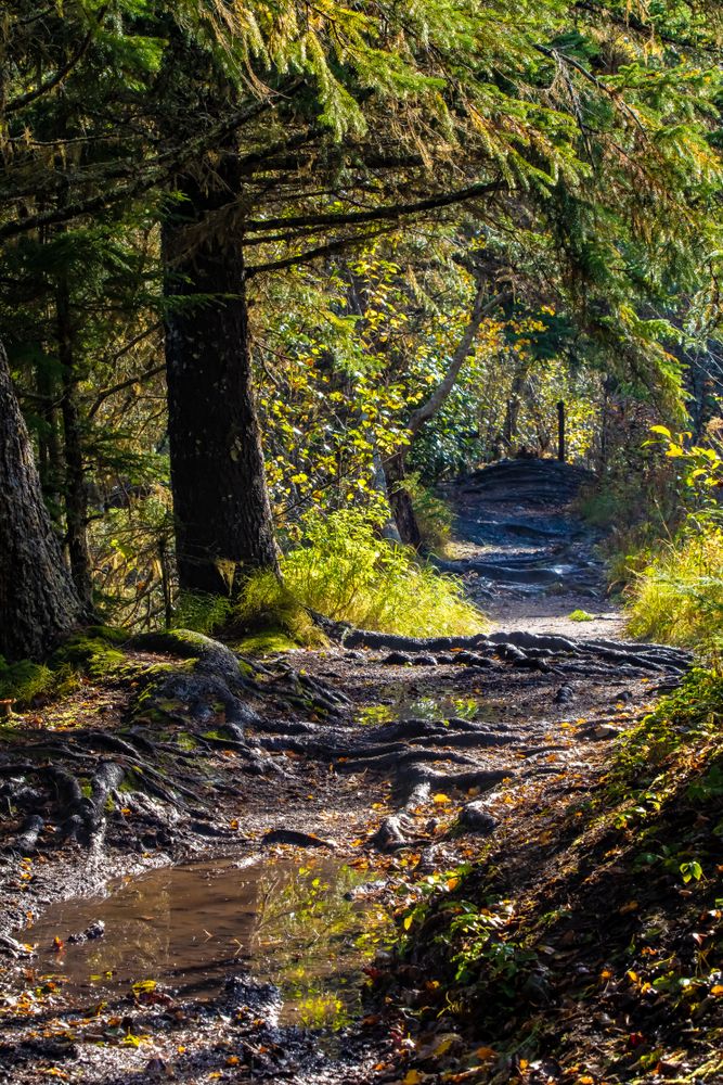 A muddy puddle along a hiking trail