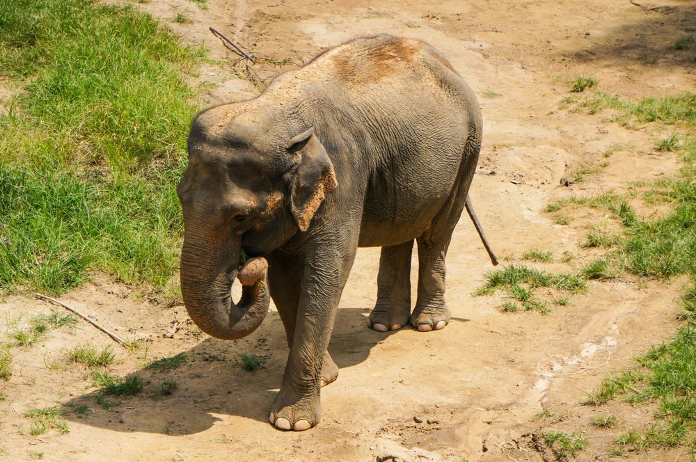 Elephant at Smithsonian's National Zoo