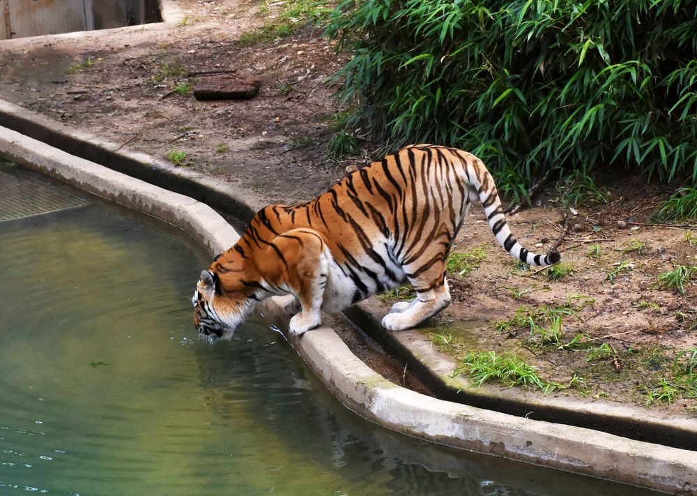 Tiger drinking water at Smithsonian's National Zoo