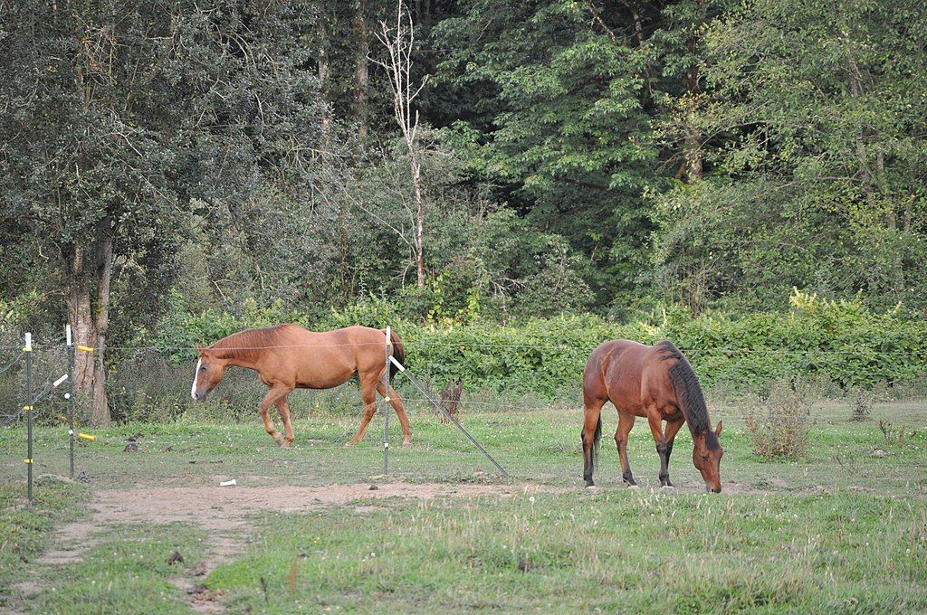 Horses in a farm seen from Snohomish County Centennial Trail