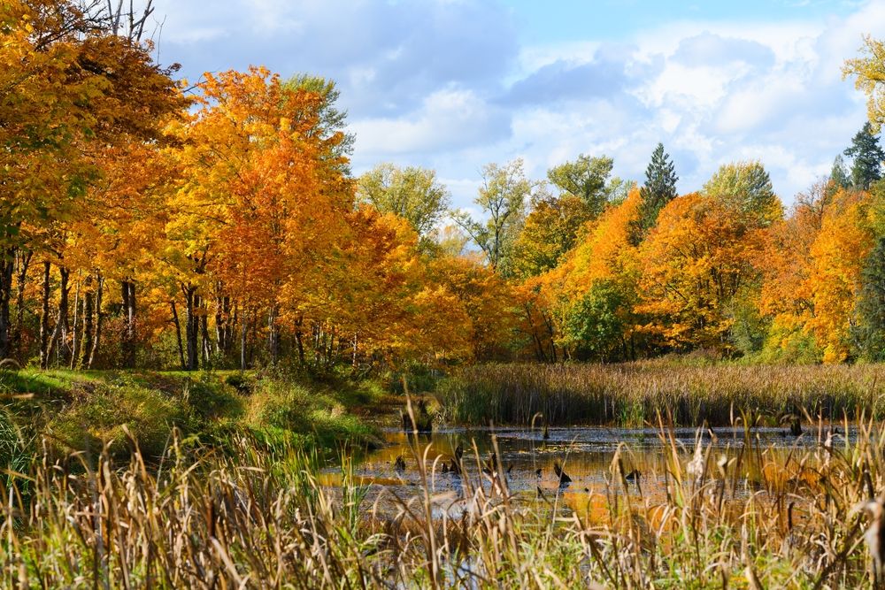 Pond at Snoqualmie Valley Trail