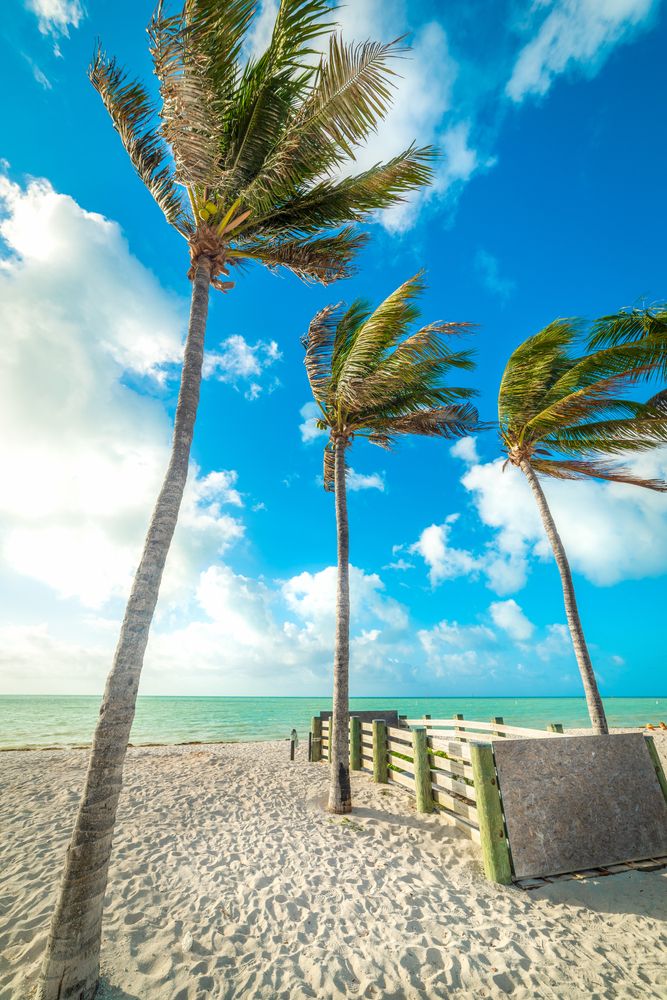 Palm trees waving in the wind at Sombrero Beach