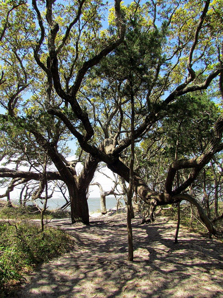 Oak tree at Springer's Point Nature Preserve
