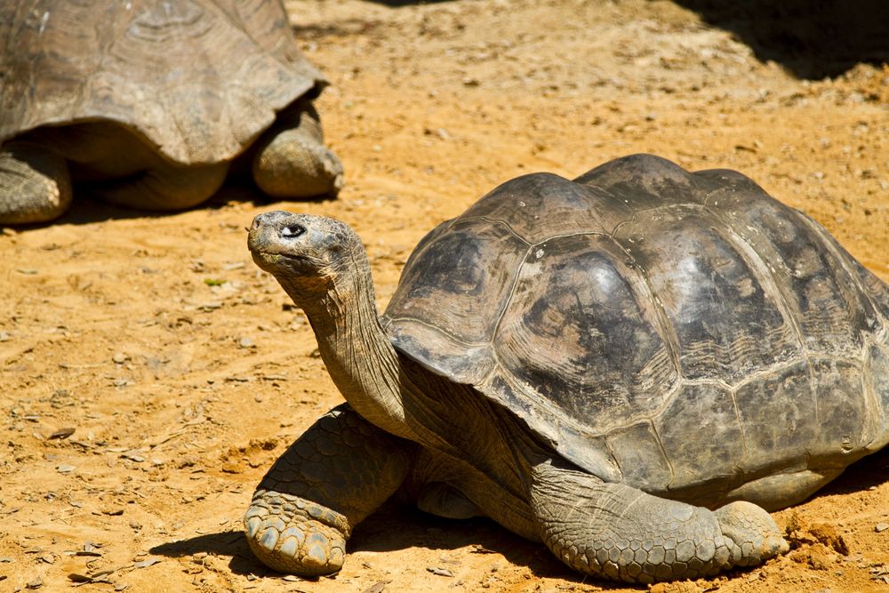 Tortoise at St. Augustine Alligator Farm Zoological Park