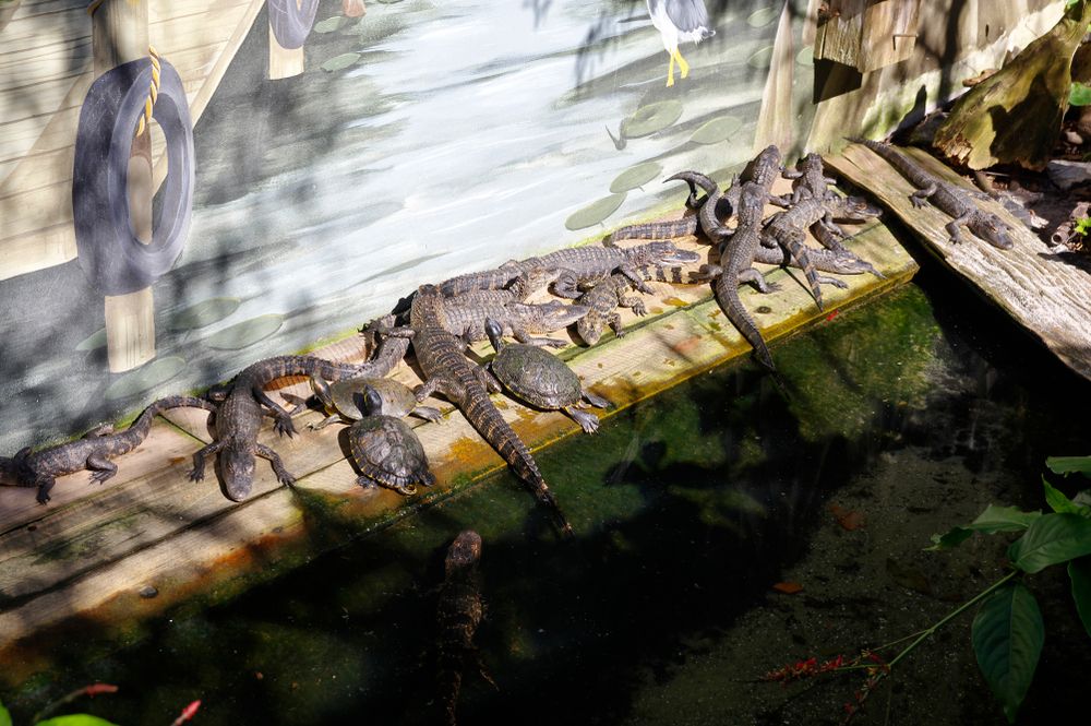Baby alligators at St. Augustine Alligator Farm Zoological Park