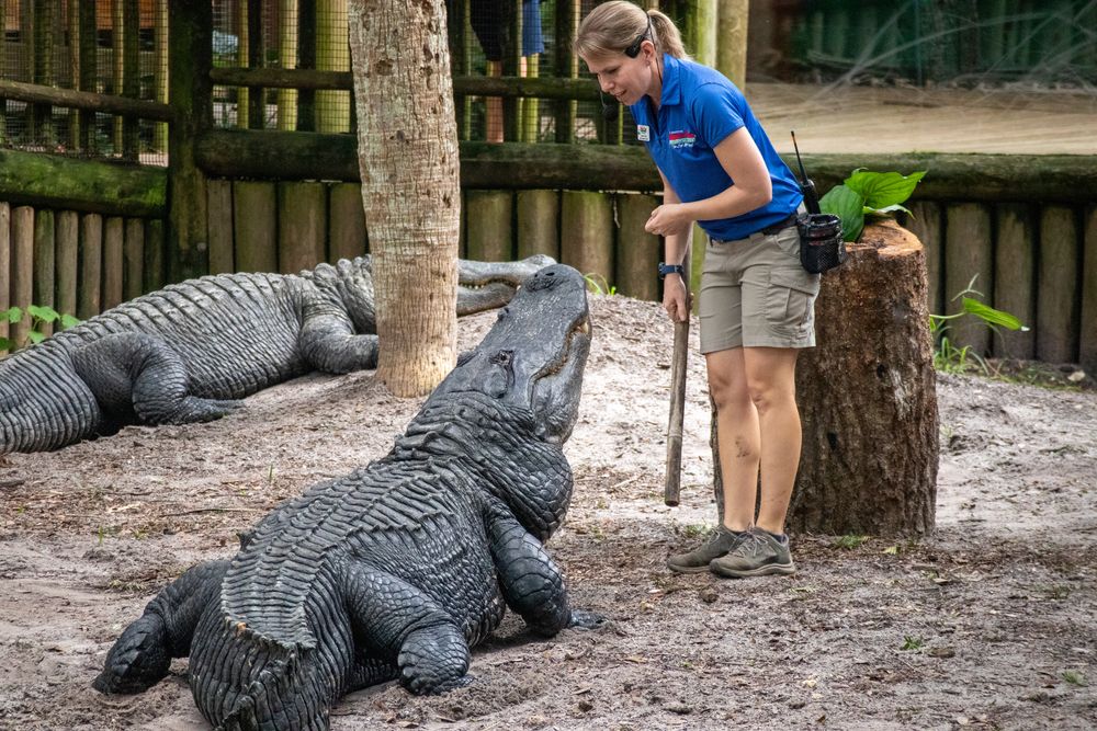 An employer training an alligator at St. Augustine Alligator Farm Zoological Park