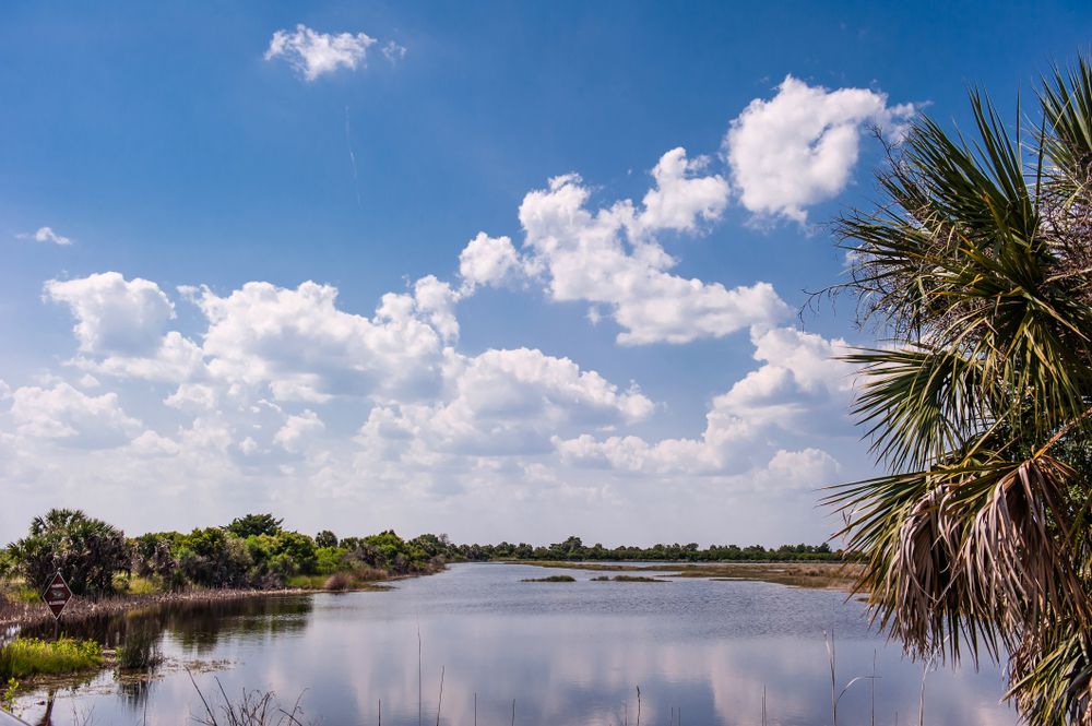 The waters of St. Marks National Wildlife Refuge