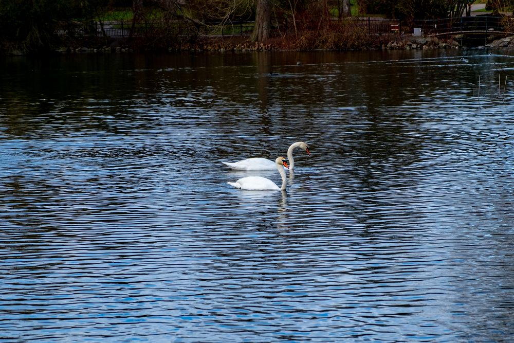Swans swimming on the lake at Stadsparken