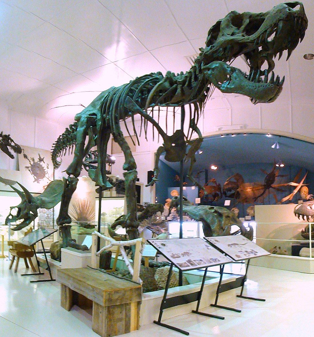 Dinosaur Fossils at the Museum @ Black Hills Institute