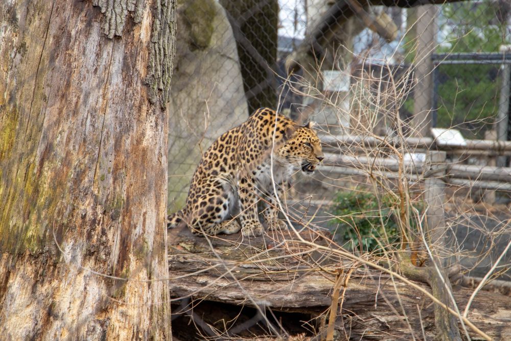 Cheetah in Staten Island Zoo