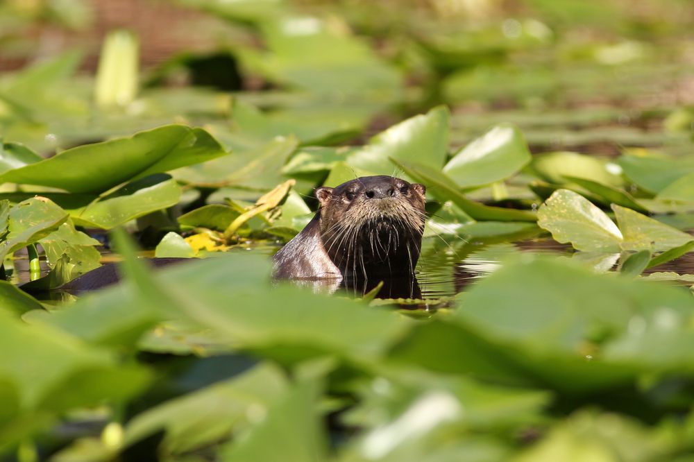 River Otter at Stephens Park