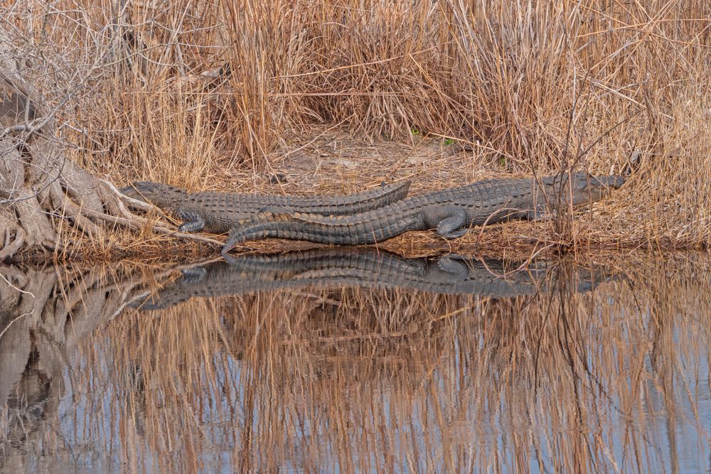 Alligators at Stephens Park