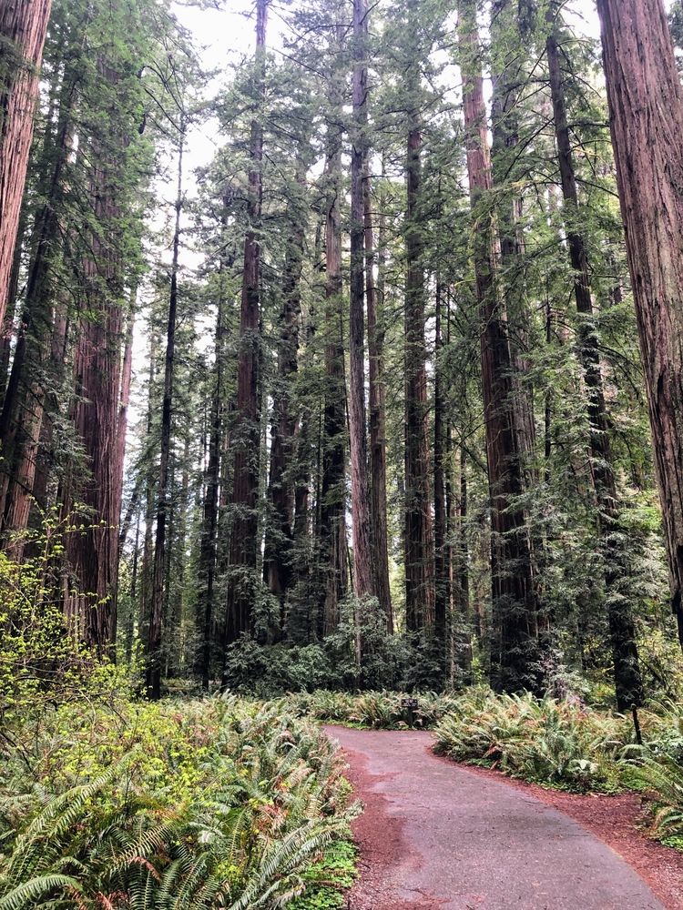 Walking trail in Stout Grove