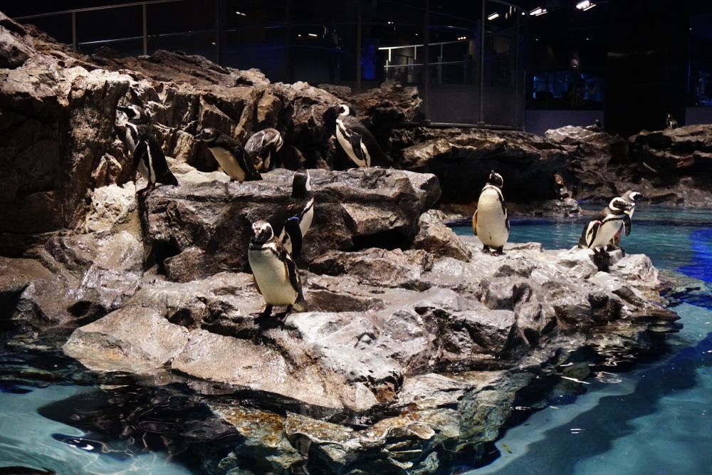 Skytree Tower Aquarium