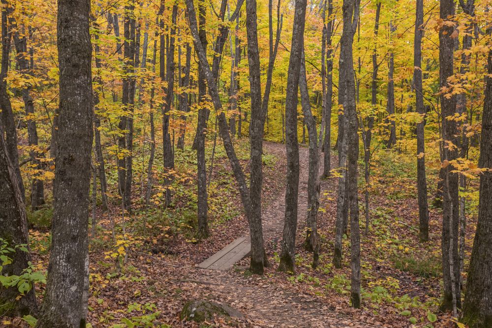 Daytime view of Superior Hiking Trail
