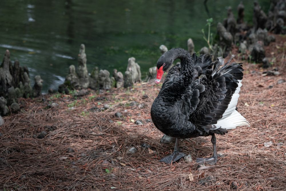 Black swan at Swan Lake Iris Gardens