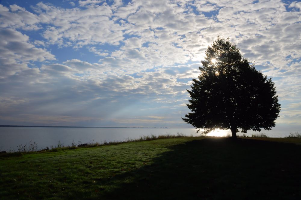 Silhouette of a tree near Tawas Bay