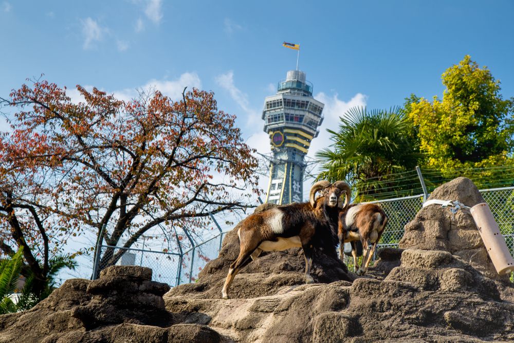 Tennoji Zoo in Osaka